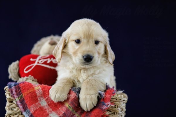 Image of Kimmy, a Golden Retriever puppy