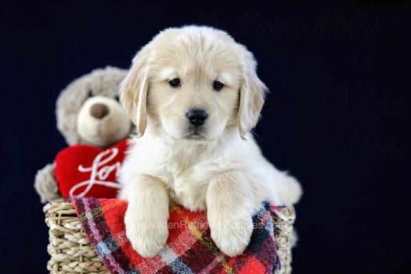 Image of Lindsey, a Golden Retriever puppy