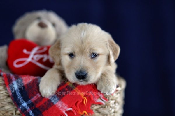 Image of Mabel, a Golden Retriever puppy