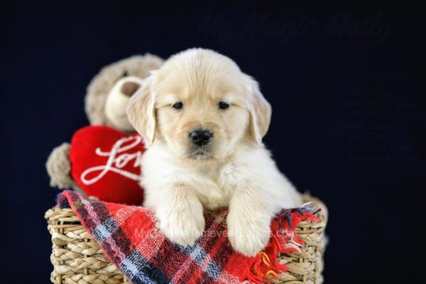 Image of Macey, a Golden Retriever puppy