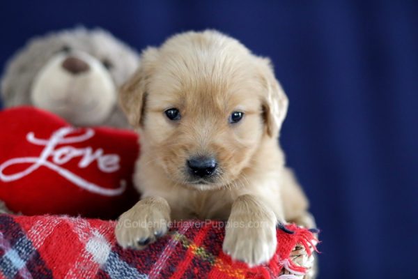 Image of Malcolm, a Golden Retriever puppy