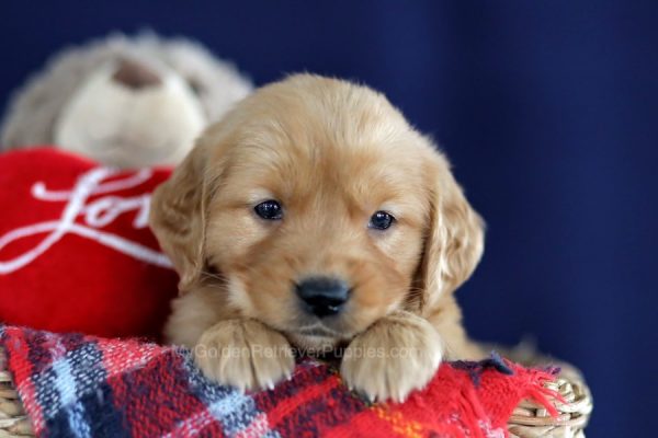 Image of Maria, a Golden Retriever puppy