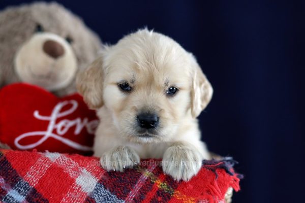 Image of Mark, a Golden Retriever puppy