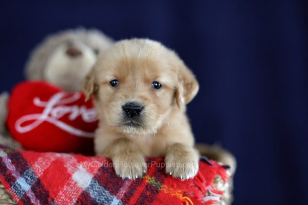 Image of Micah, a Golden Retriever puppy