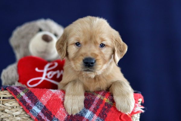 Image of Milan, a Golden Retriever puppy