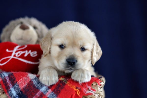 Image of Miles, a Golden Retriever puppy