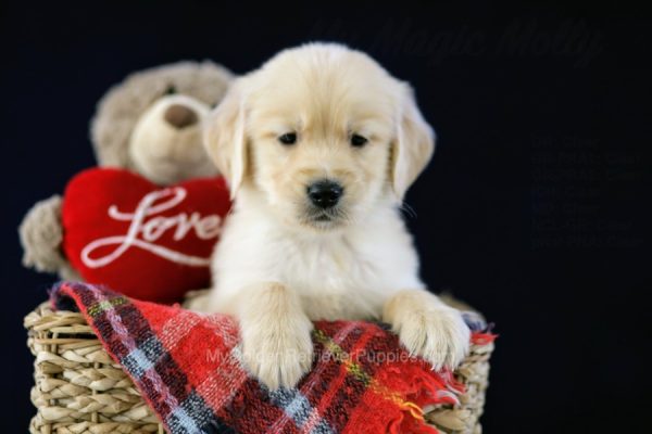 Image of Oscar, a Golden Retriever puppy