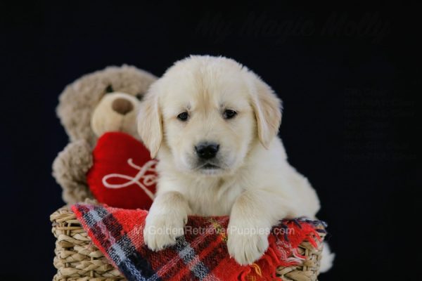 Image of Riley, a Golden Retriever puppy