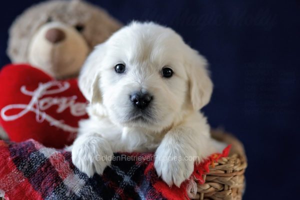 Image of Ruby, a Golden Retriever puppy