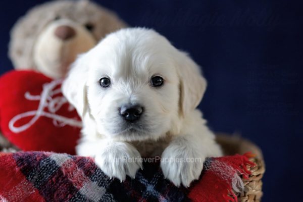 Image of Ruger, a Golden Retriever puppy