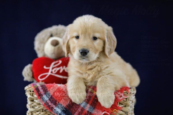 Image of Sandy, a Golden Retriever puppy