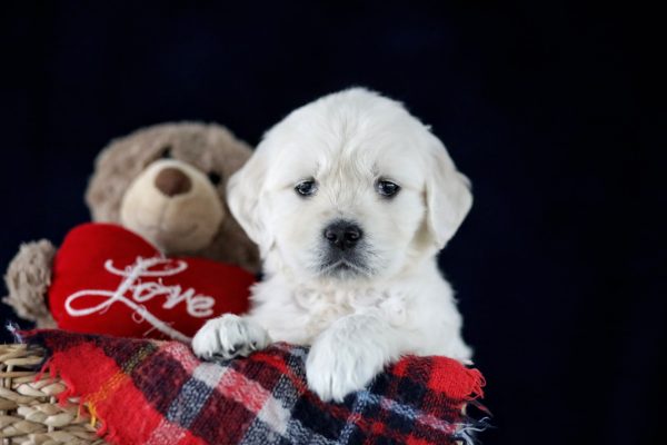 Image of Tammy, a Golden Retriever puppy