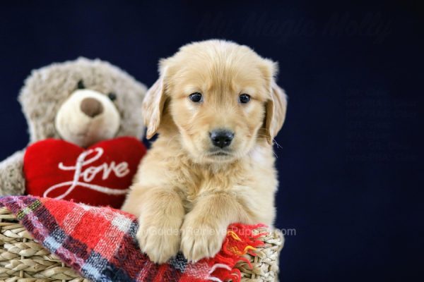 Image of Theo, a Golden Retriever puppy