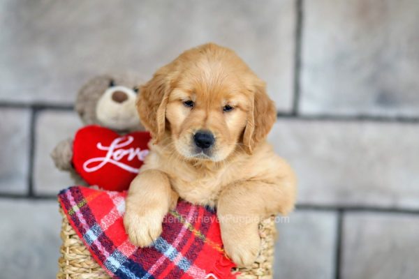 Image of Chase, a Golden Retriever puppy