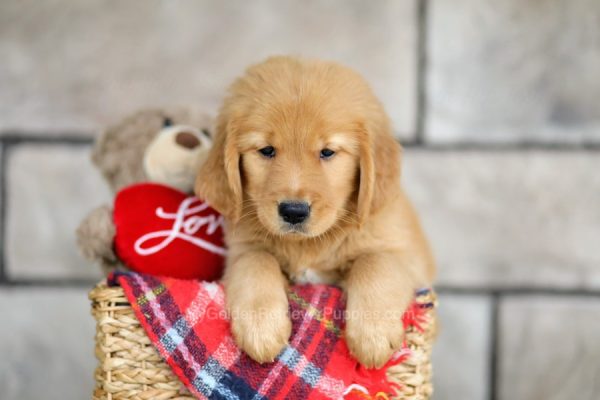 Image of Max, a Golden Retriever puppy