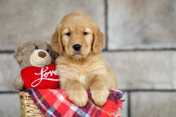 Image of Milly, a Golden Retriever puppy