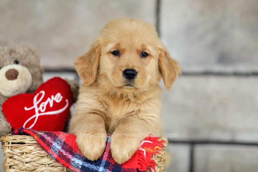 Golden Retriever Puppies For Sale From Ohio (Available Near You!)