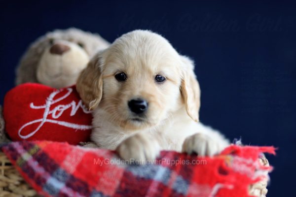 Image of Pansey, a Golden Retriever puppy