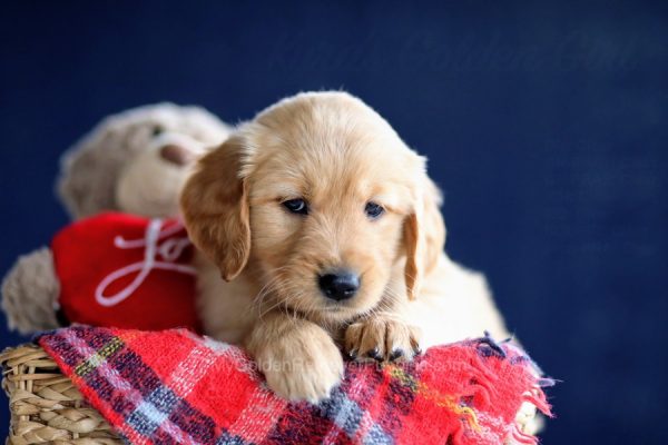 Image of Pearl, a Golden Retriever puppy