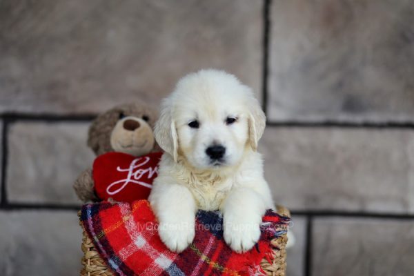 Image of Scout, a Golden Retriever puppy