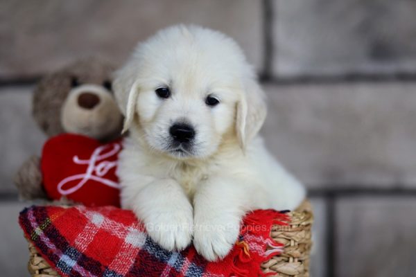 Image of Shadow, a Golden Retriever puppy