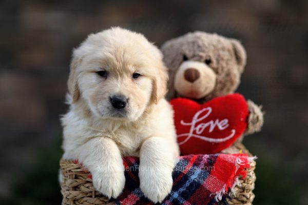 Image of April, a Golden Retriever puppy