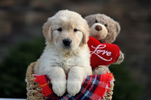 Image of Arie, a Golden Retriever puppy