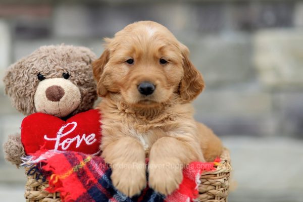 Image of Buddy, a Golden Retriever puppy