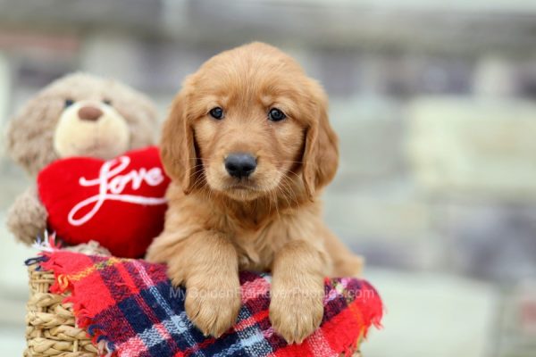 Image of Freddy, a Golden Retriever puppy