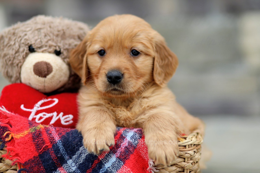 Golden Retriever Puppies For Sale From Ohio (available Near You!)