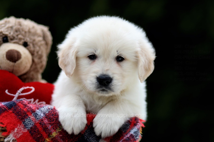 Golden Retriever Puppies For Sale From Ohio (available Near You!)