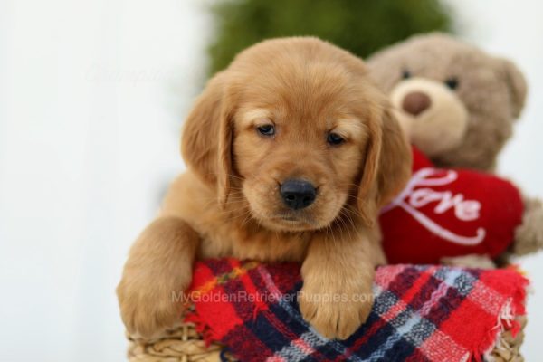 Image of Kai, a Golden Retriever puppy