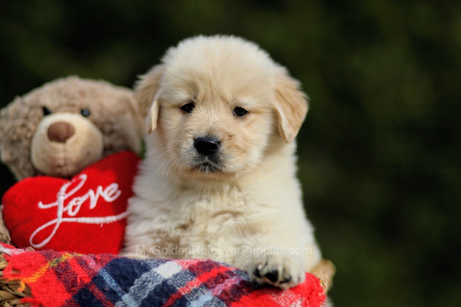 Karla - My Golden Retriever Puppies