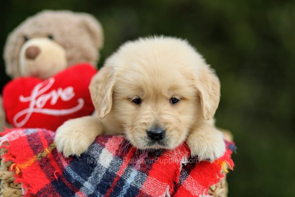 Image of Ken, a Golden Retriever puppy