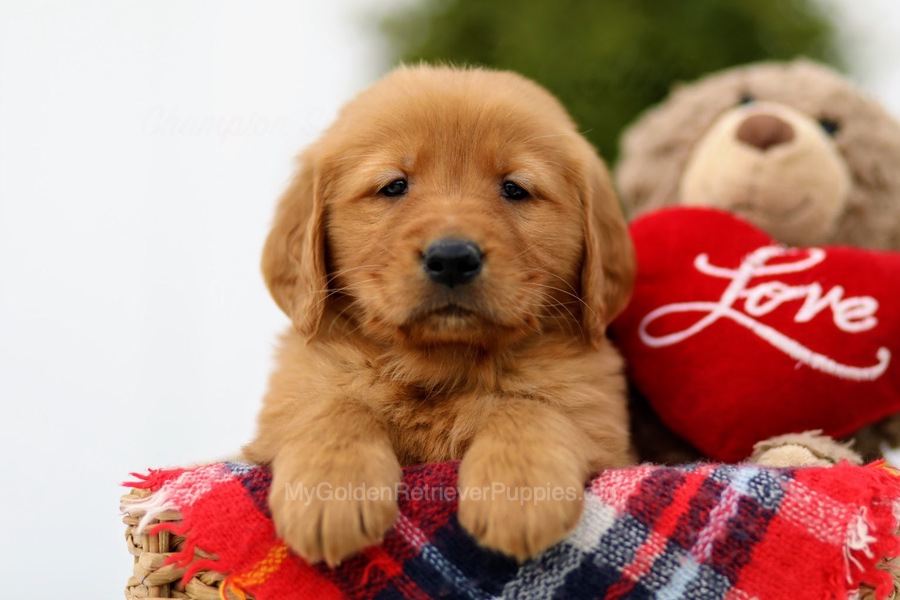 Golden Retriever Puppies For Sale From Ohio (Available Near You!)