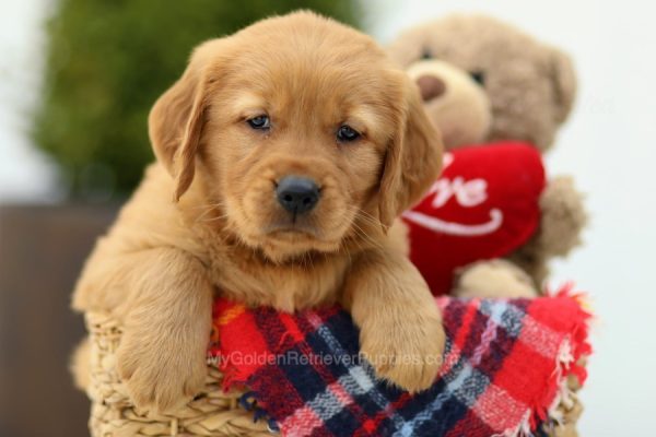 Image of Kruz, a Golden Retriever puppy