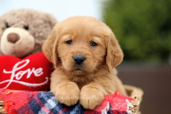 Image of Liberty, a Golden Retriever puppy