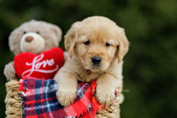 Image of Riley, a Golden Retriever puppy