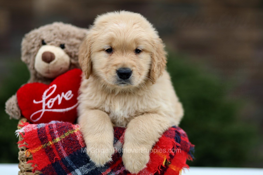 Golden Retriever Puppies For Sale From Ohio (available Near You!)