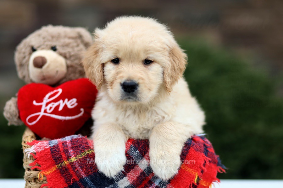 Golden Retriever Puppies For Sale From Ohio (Available Near You!)