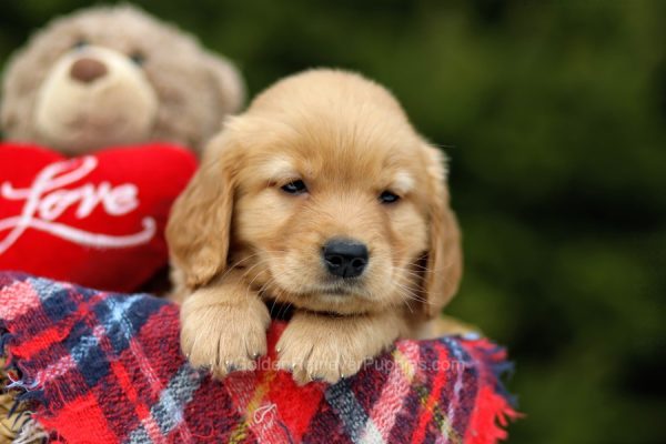 Image of Cody, a Golden Retriever puppy