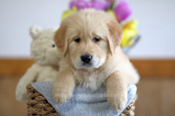 Image of Myles, a Golden Retriever puppy