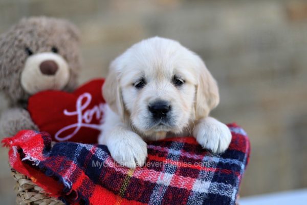 Image of Sutton, a Golden Retriever puppy