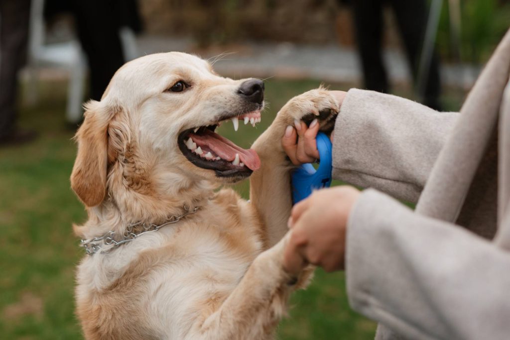 are-golden-retrievers-aggressive-the-honest-truth-tips