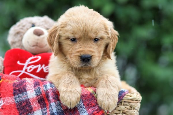 Image of Alexis, a Golden Retriever puppy