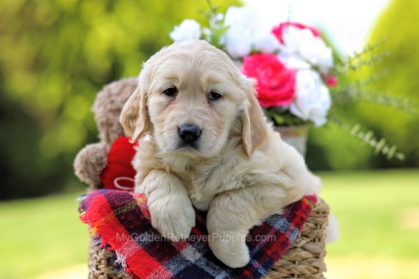 Image of Bella, a Golden Retriever puppy