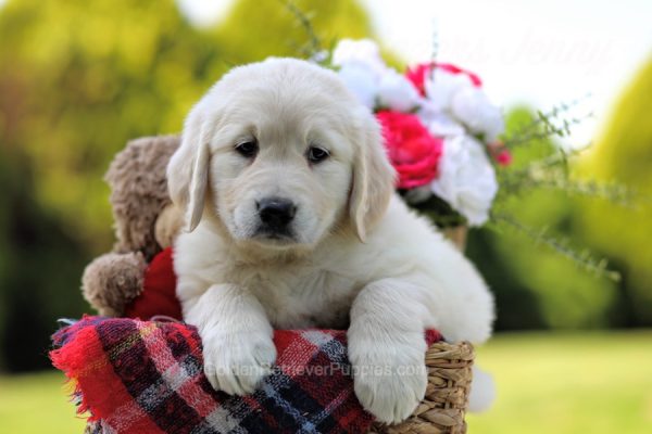 Image of Brandon, a Golden Retriever puppy