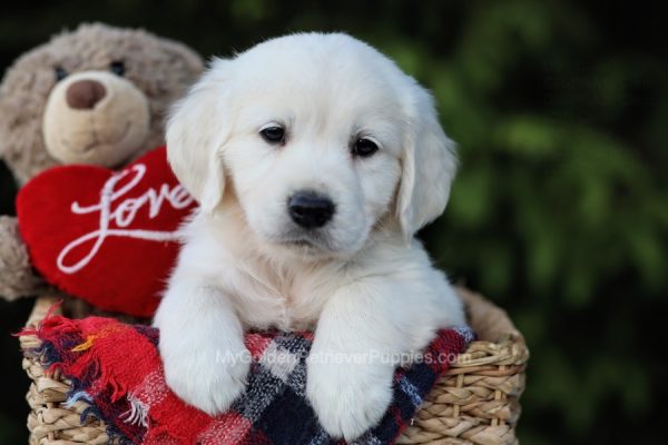 Image of Summer, a Golden Retriever puppy