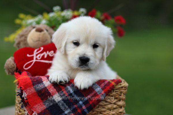 Image of Tom, a Golden Retriever puppy