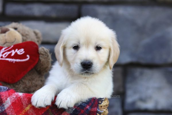 Image of Ace, a Golden Retriever puppy